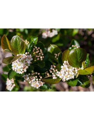 Appelbes op stam |  Aronia prun. 'Aron'