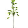 Lindeboom | Tilia cordata