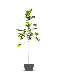 Linde | Tilia plat. Euchlora