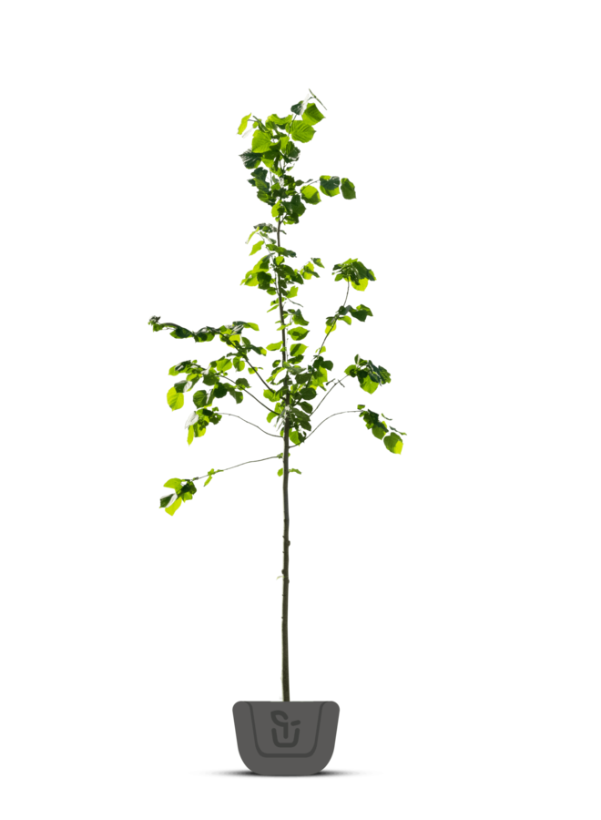 Linde | Tilia plat. Euchlora