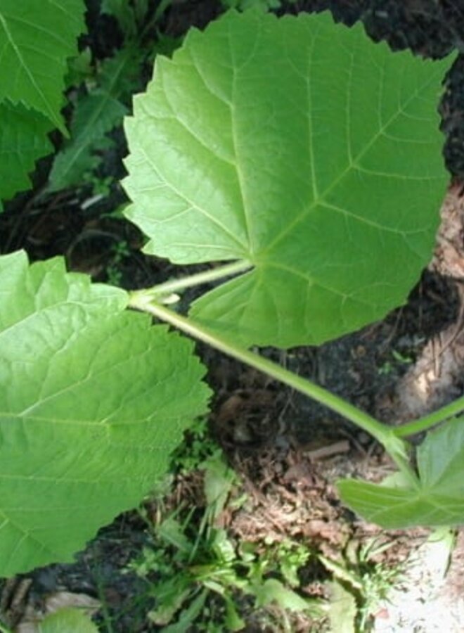 Krimlinde | Tilia plat. Euchlora