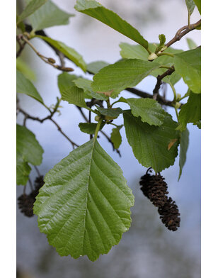 Zwarte els | Alnus Glutinosa