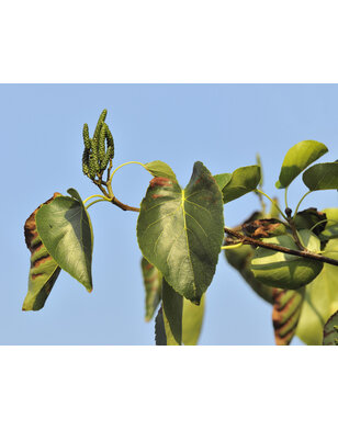 Hartbladige els | Alnus cordata