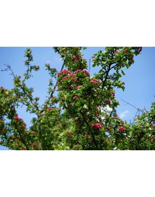 Meidoorn | Crataegus 'Pauls Scarlet'