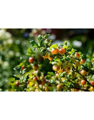 Rode kruisbes | Ribes uva-crispa Remarka