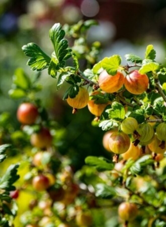 Rode kruisbes | Ribes uva-crispa Remarka