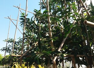 Privacy in de winter? Check onze top 5 van wintergroene leibomen!