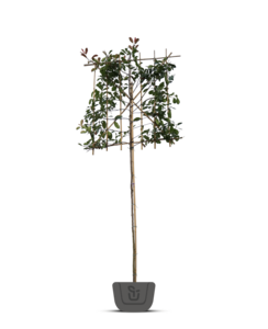 Glansmispel als leiboom | Photinia fr. Red Robin