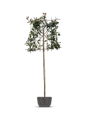 Glansmispel als leiboom | Photinia fr. Red Robin