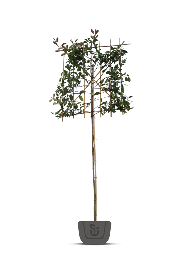 Glansmispel als leiboom | Photinia fr. Red Robin