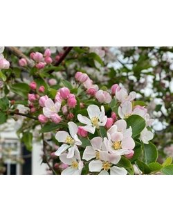 Bloesembomen