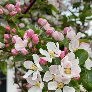 Bloesembomen