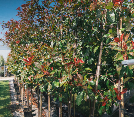 Groenblijvende bomen