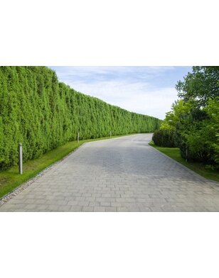 Thuja Occidentalis Brabant | Conifeer voor haag