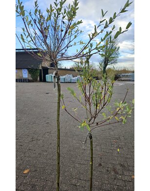 Bonte wilg op stam | Salix integra 'Hakuro-nishiki'