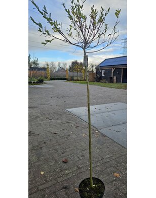 Bonte wilg op stam | Salix integra 'Hakuro-nishiki'