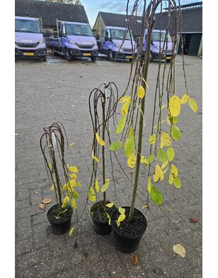 Katjeswilg | Salix caprea Kilmarnock