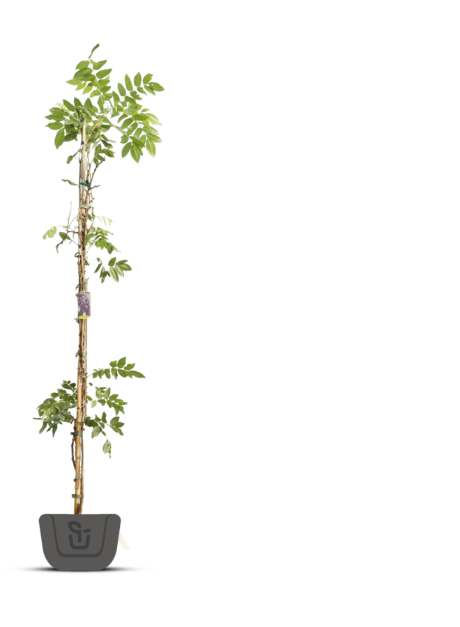 Blauwe regen | Wisteria flor. Domino