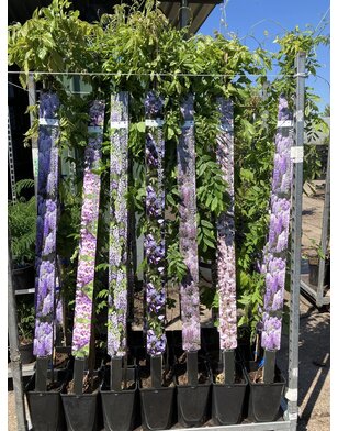 Blauwe regen | Wisteria formosa Grande Diva Maria