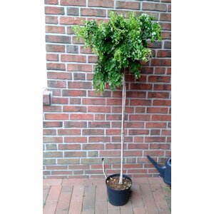 Bomen in de voortuin