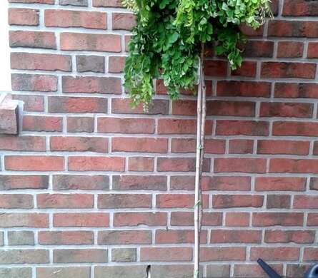 Bomen in de voortuin