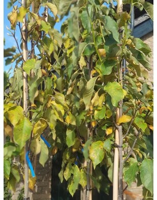 Magnolia Black Tulip | boom