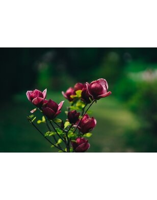Magnolia Black Tulip | boom