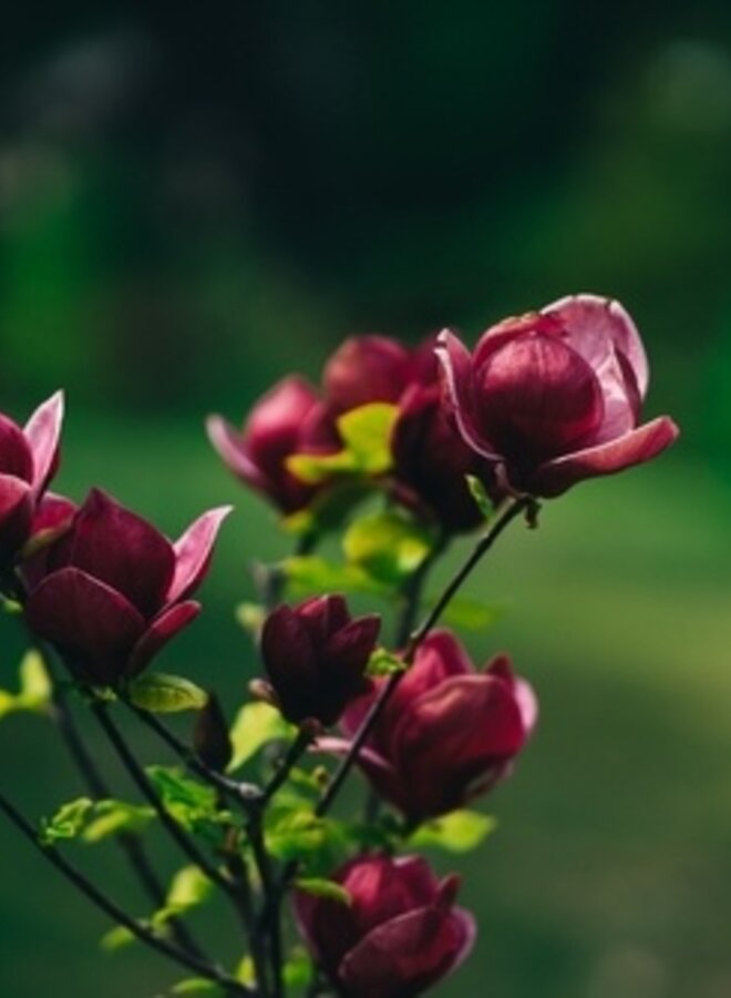 Magnolia Black Tulip | boom