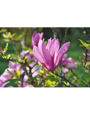 Beverboom | Roze Magnolia susan