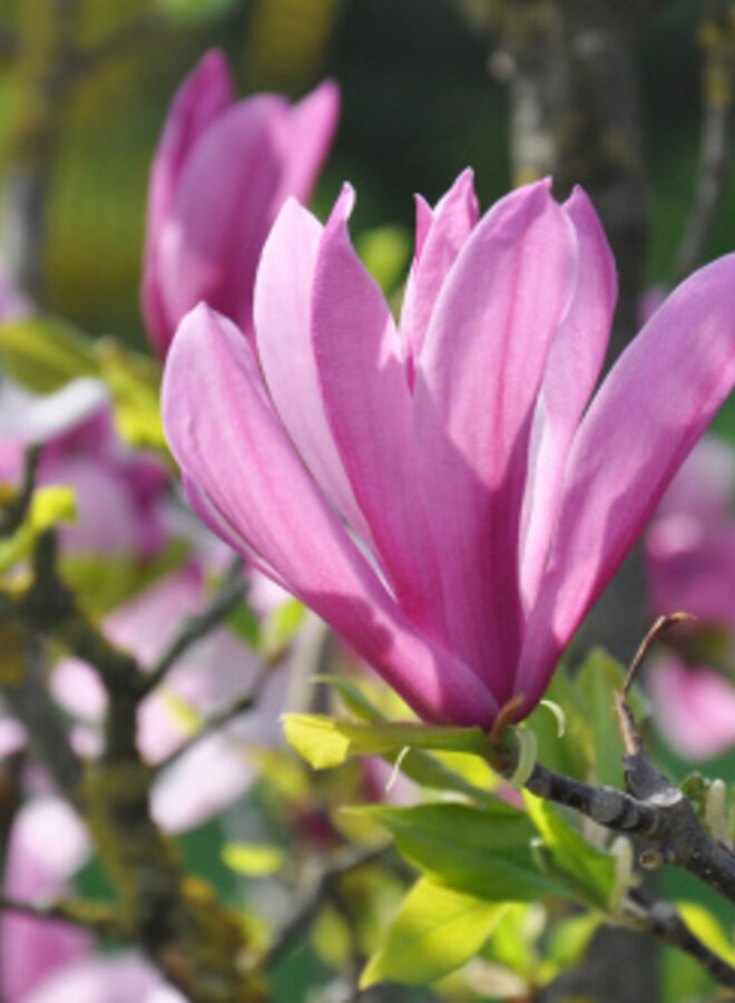 Beverboom | Roze Magnolia susan