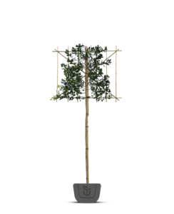 Liguster leiboom | Ligustrum lucidum