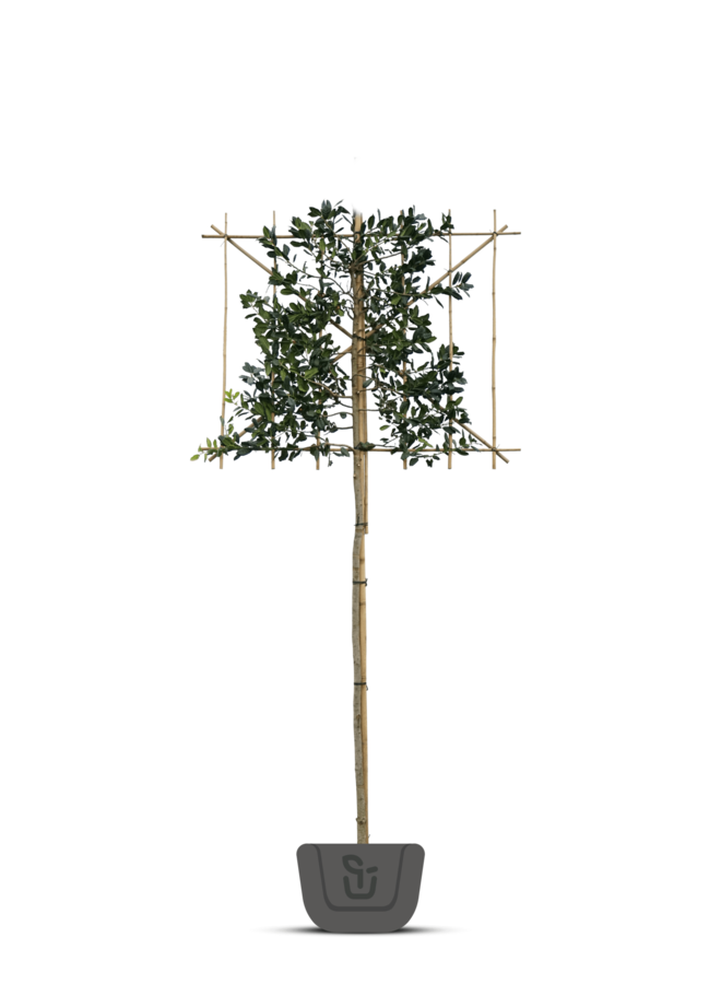 Liguster leiboom | Ligustrum lucidum