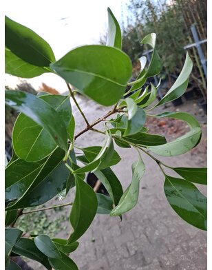 Liguster leiboom | Ligustrum lucidum