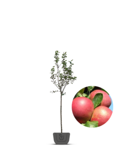 Oude goudreinet | Malus domestica Rode Boskoop