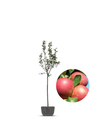 Oude goudreinet | Malus domestica Rode Boskoop