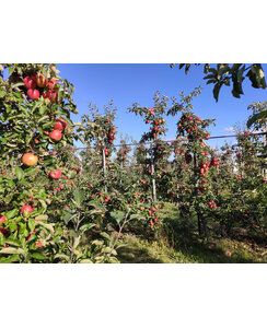Oude goudreinet | Malus domestica Rode Boskoop