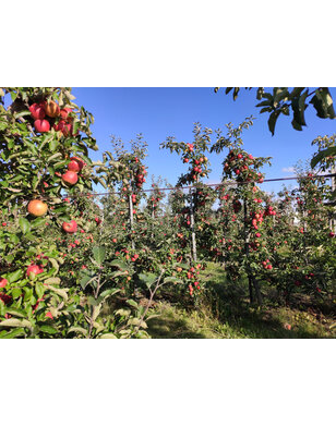 Oude goudreinet | Malus domestica Rode Boskoop