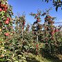 Oude goudreinet | Malus domestica Rode Boskoop