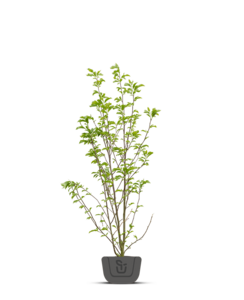 Magnolia stel. Royal Star | meerstammig