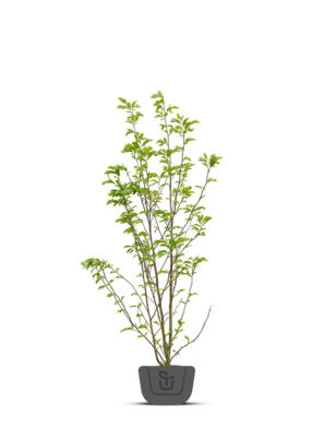 Magnolia stellata Royal Star | meerstammig