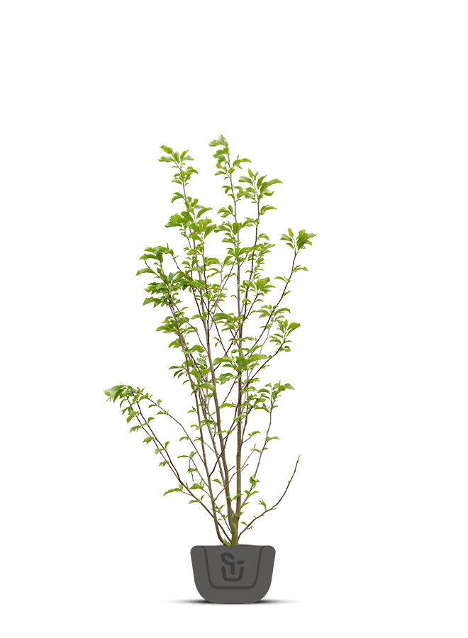 Magnolia stel. Royal Star | meerstammig