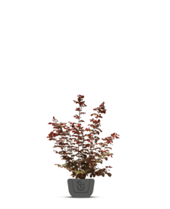 Pruikenboom - Cotinus coggygria 'Royal Purple’