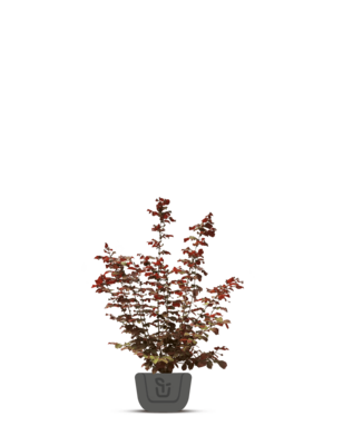 Pruikenboom - Cotinus coggygria 'Royal Purple’