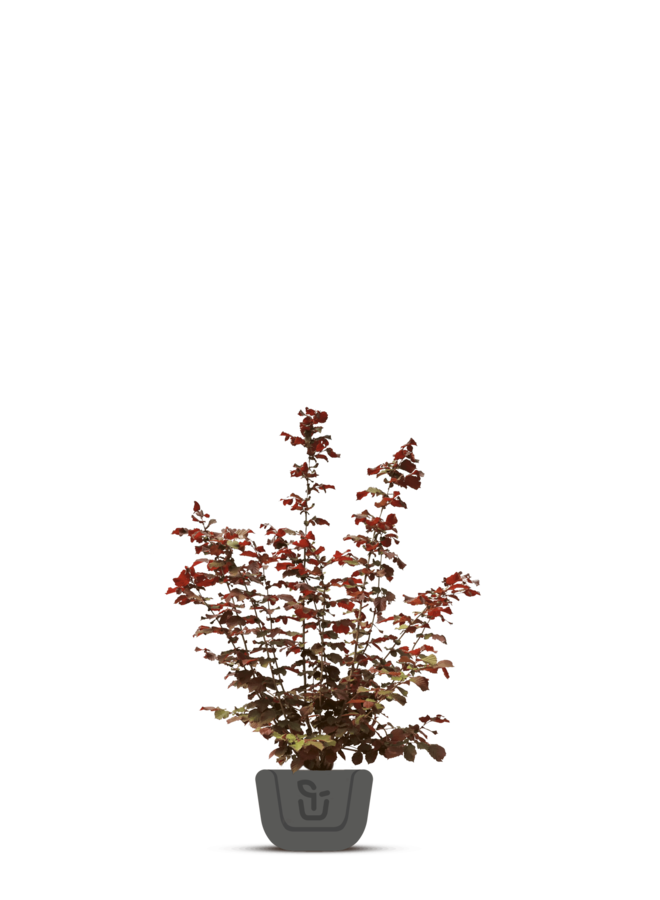 Pruikenboom - Cotinus coggygria 'Royal Purple’