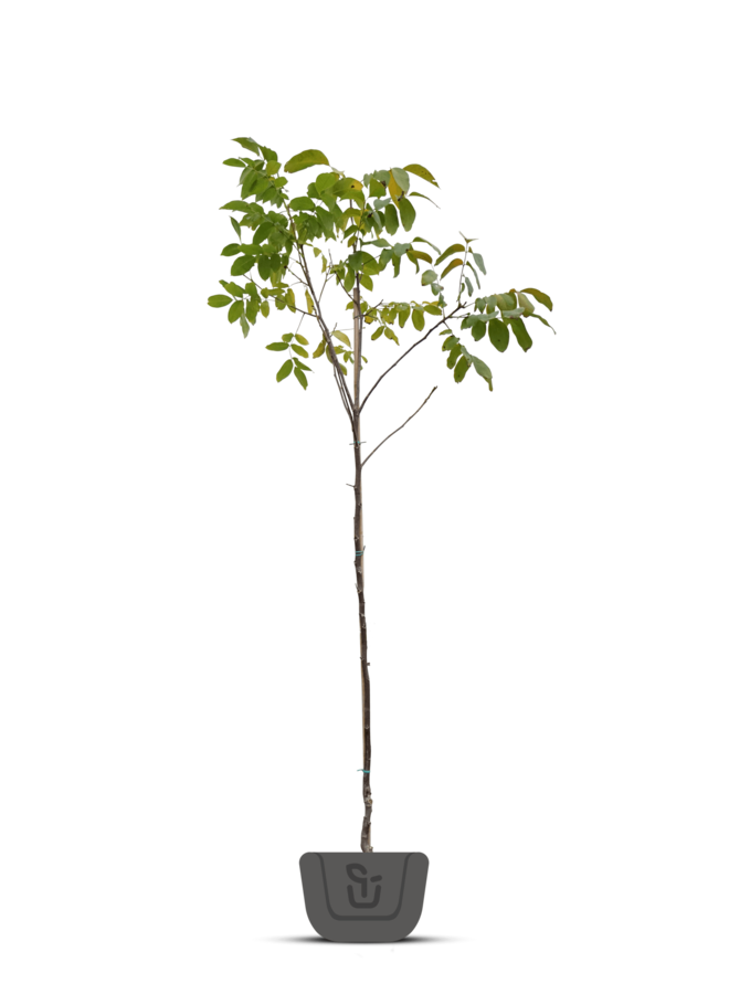 Juglans regia 'Plovdivski | walnoot