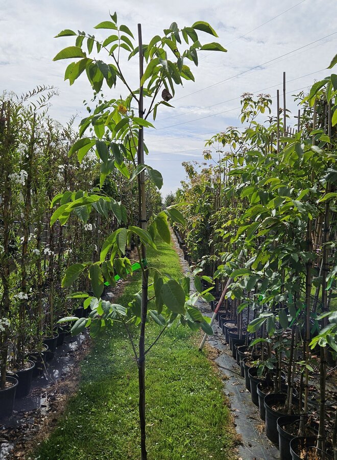 Juglans regia Nr. 16 | Walnotenboom