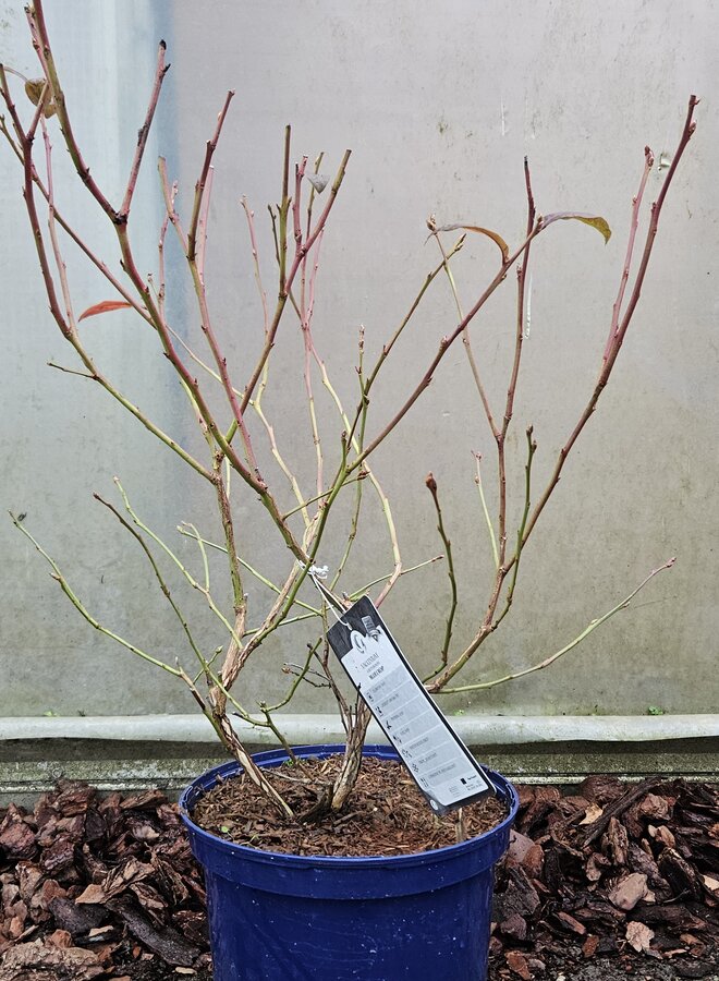 Blauwe bes | Vaccinium corymbosum Blue Crop