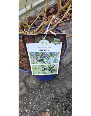 Blauwe bes | Vaccinium corymbosum Blue Crop