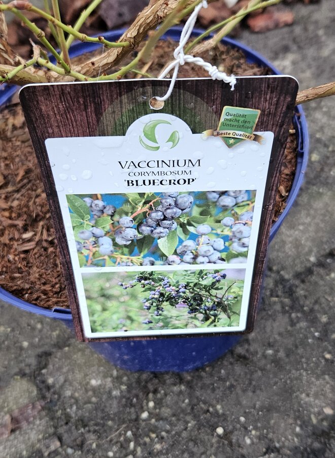 Blauwe bes | Vaccinium corymbosum Blue Crop