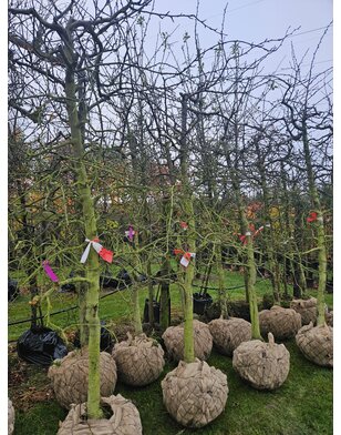 Oude Pruimenboom | Prunus dom. Victoria